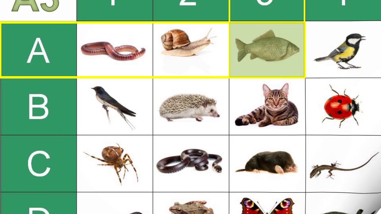 Stavovce a bezstavovce pre 3. ročník základnej školy