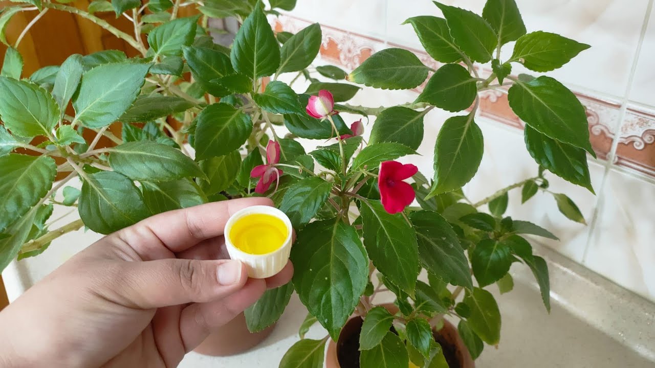 Cam güzeli Çiçeği✅ Bu Kürden Sonra Çıldırdı ✅Çiçek Bakımı