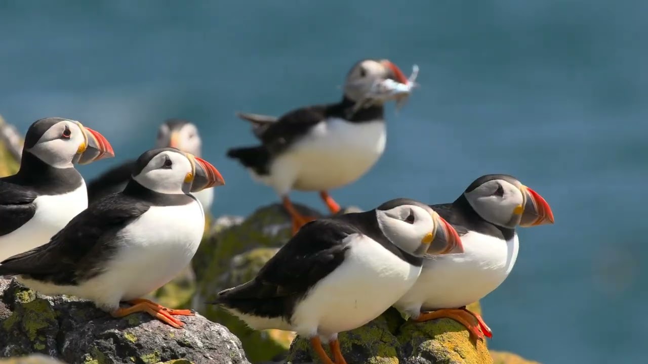 Papageientaucher mit Sandaalen auf Isle of May