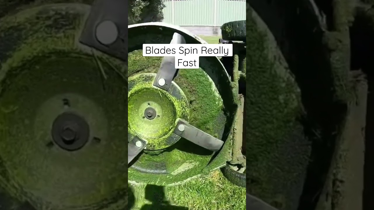 Mulching Mower Turning Grass into Lawn🤠 #mulching #mulched #lawnmower