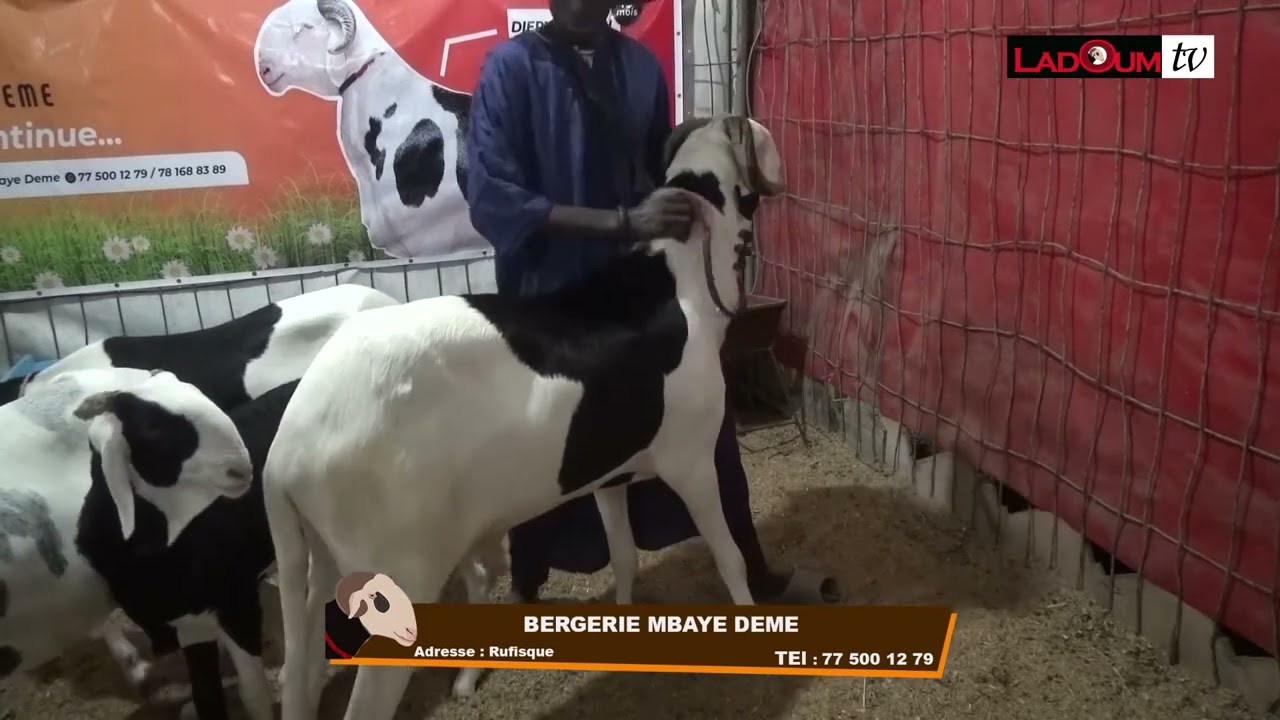 SALADEL 2024 BERG MBAYE DEME77 500 12 79