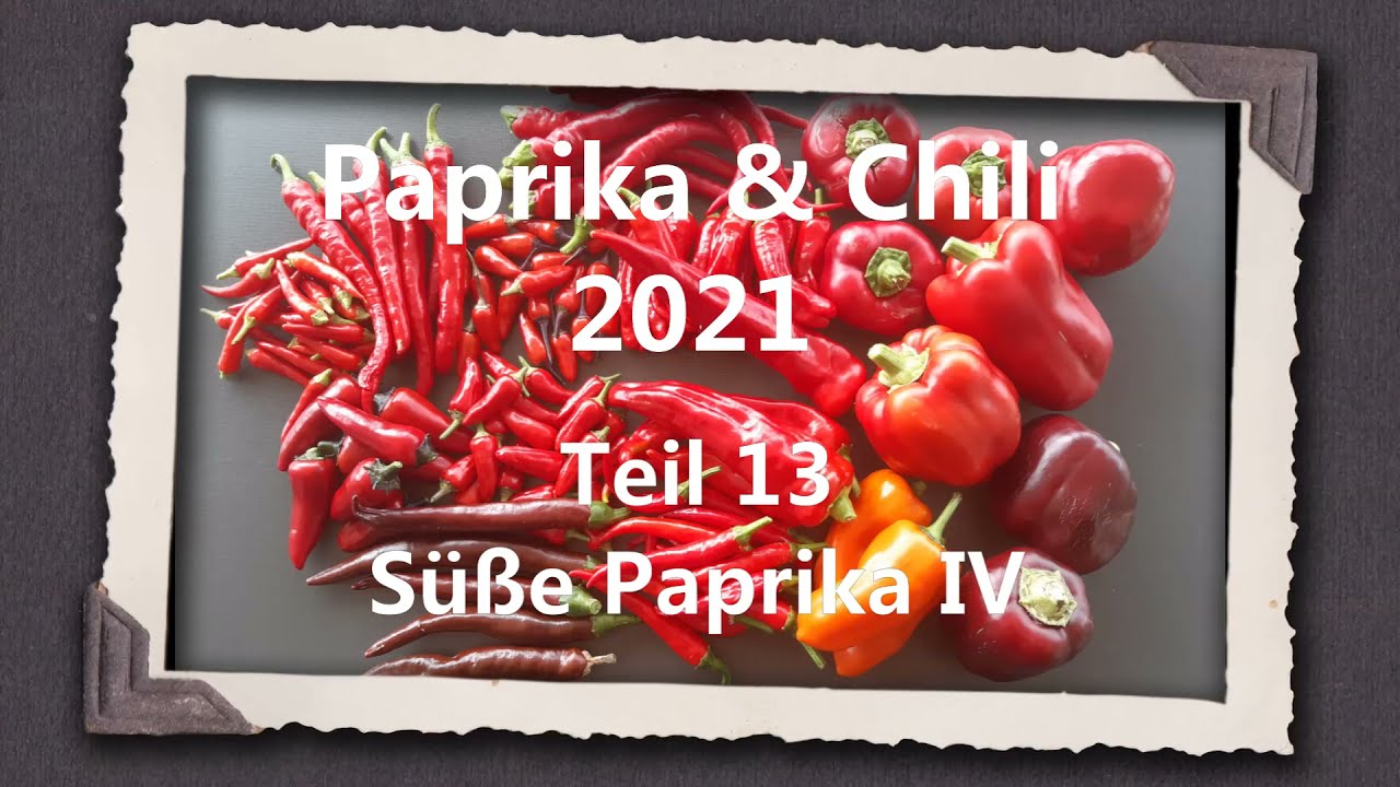 Paprika & Chili 2021 Teil 13 - Süße Paprika IV