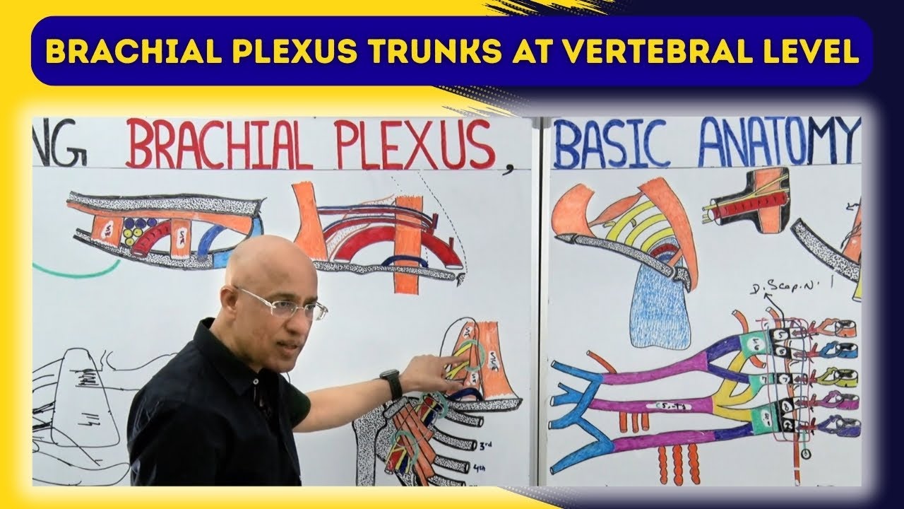 Brachial Plexus trunks at Vertebral level | Anatomy