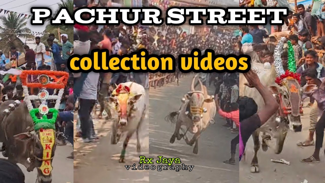 Pachur Street collection videos 🤯⚡ 26/02/2026 #eruthukattu #bull #kalai #jallikattu #manjuvirattu 