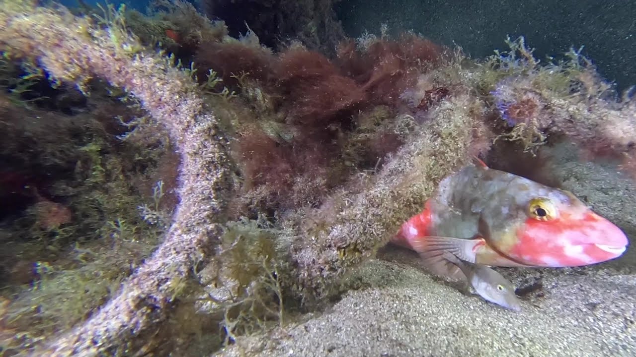 03 Oct 24 Lanzarote Diving by night
