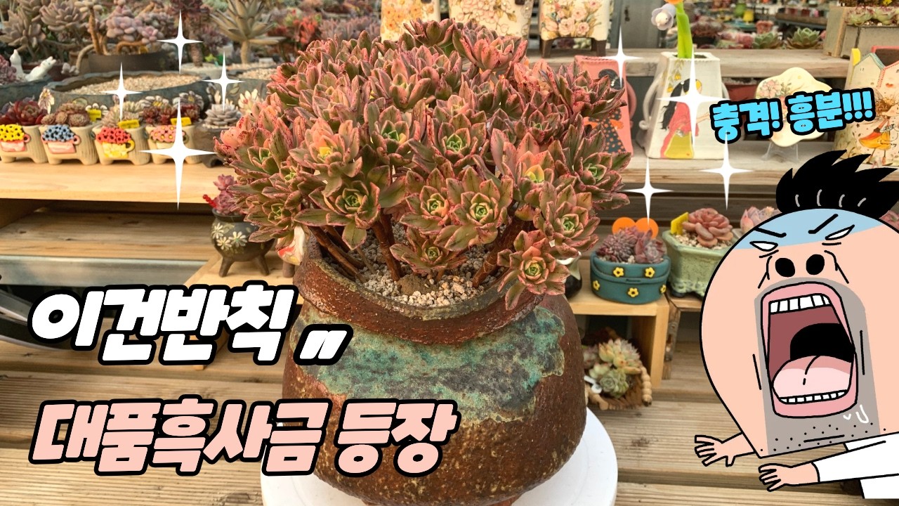260318[다육식재]이건 반칙 아닌가요… 대품 흑사금이 왔습니다 (ㄹㅁ님 너무 이뻐요 !!)