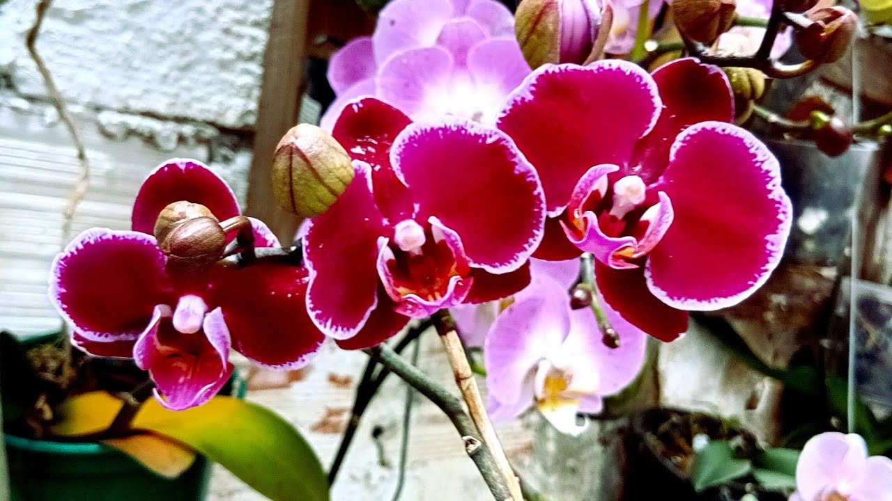 Orquídeas phalaenopsis, como  cultivar no tempo?