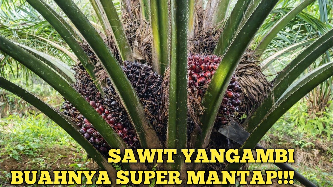 PANEN SAWIT BULAN FEBRUARI 2026, VARIETAS YANGAMBI PPKS PARINDU KALBAR. @petanipemulatemah