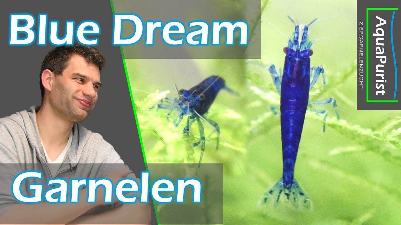 Blue Dream Garnele (Neocaridina davidi var. blue) - Stammvorstellung