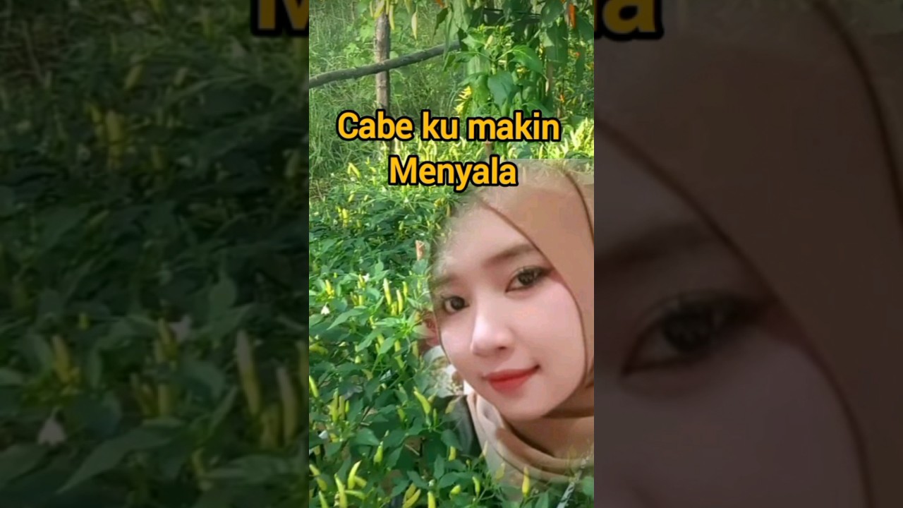 panen cabe rawit#hargacaberawit #hargacabai