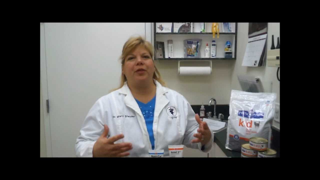 Pet Tips - Kidney Failure in Older Cats