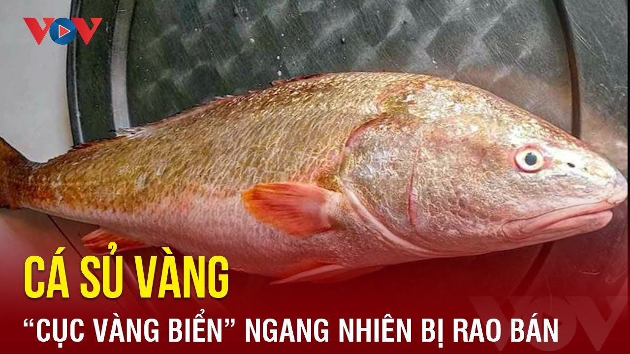 Cá sủ vàng - “cục vàng biển” ngang nhiên bị rao bán | Báo Điện tử VOV