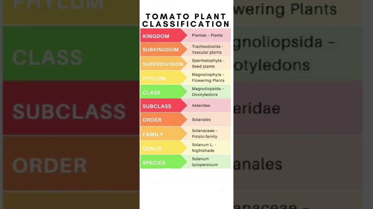 #biology  #classification of potato