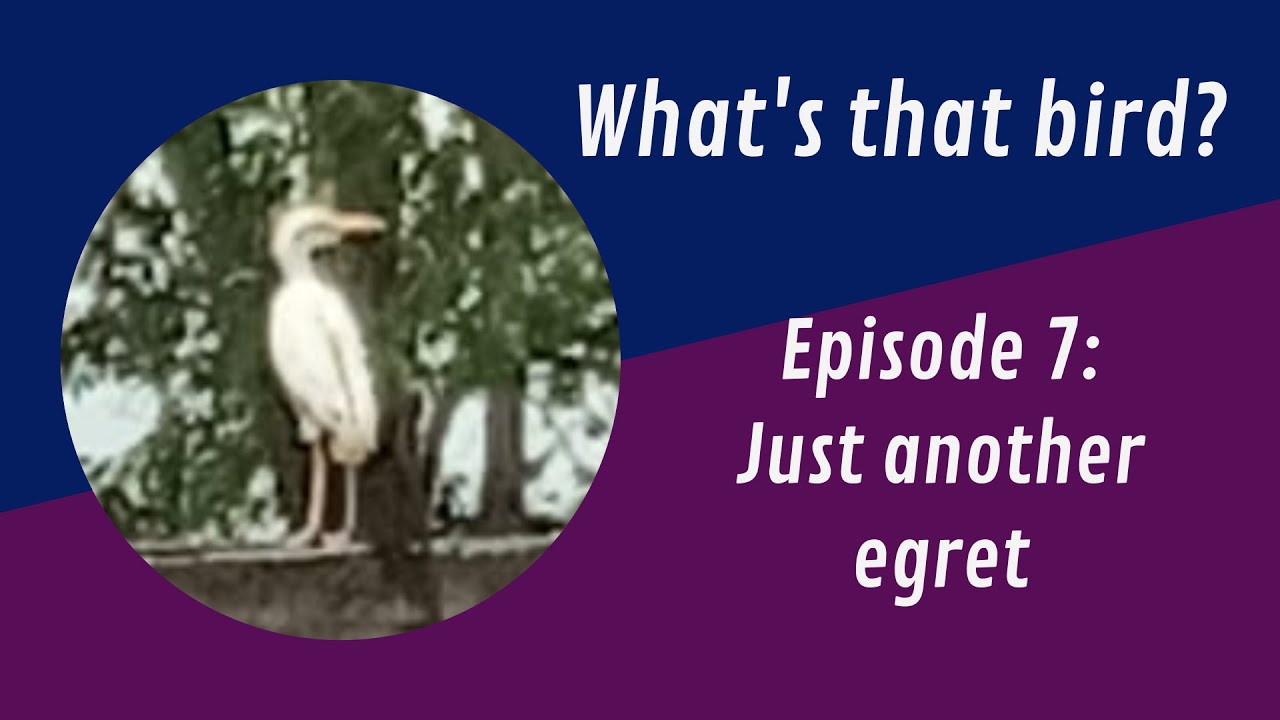 Just another egret in Trinidad: What's that bird? Episode 7