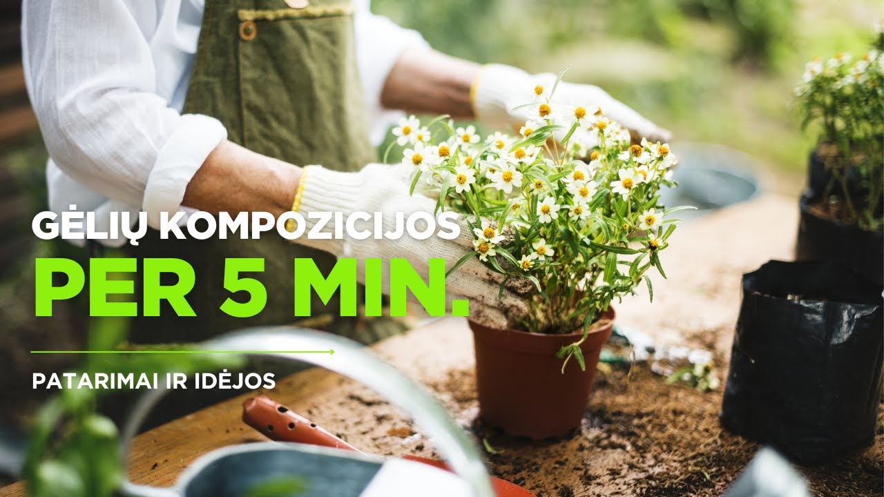 Vienmečių gėlių kompozicijos vazonuose &ndash; dekoratyvu ir valgoma! Patarimai, kaip sodinti + idėjos