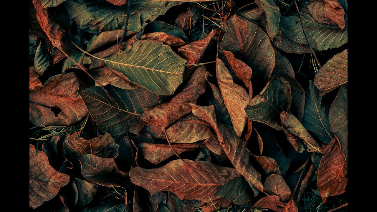 Canteen - Everyone Else (Maurice & Noble Remix)