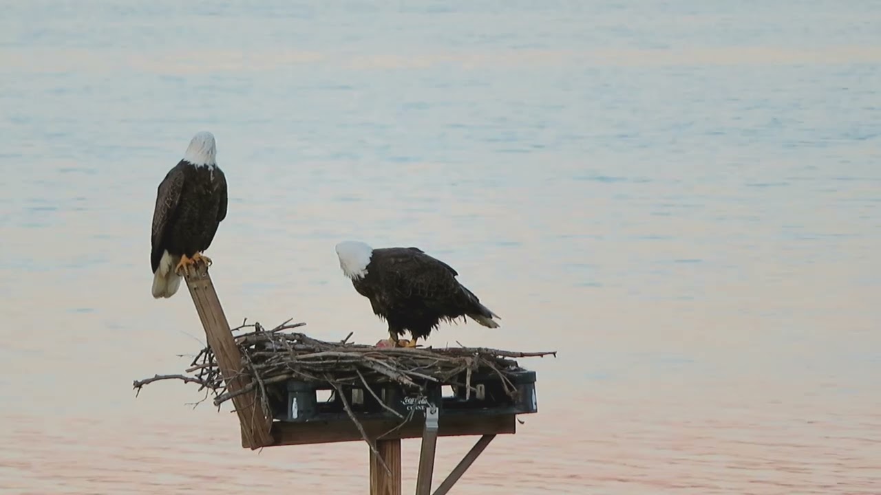 Bald Eagles