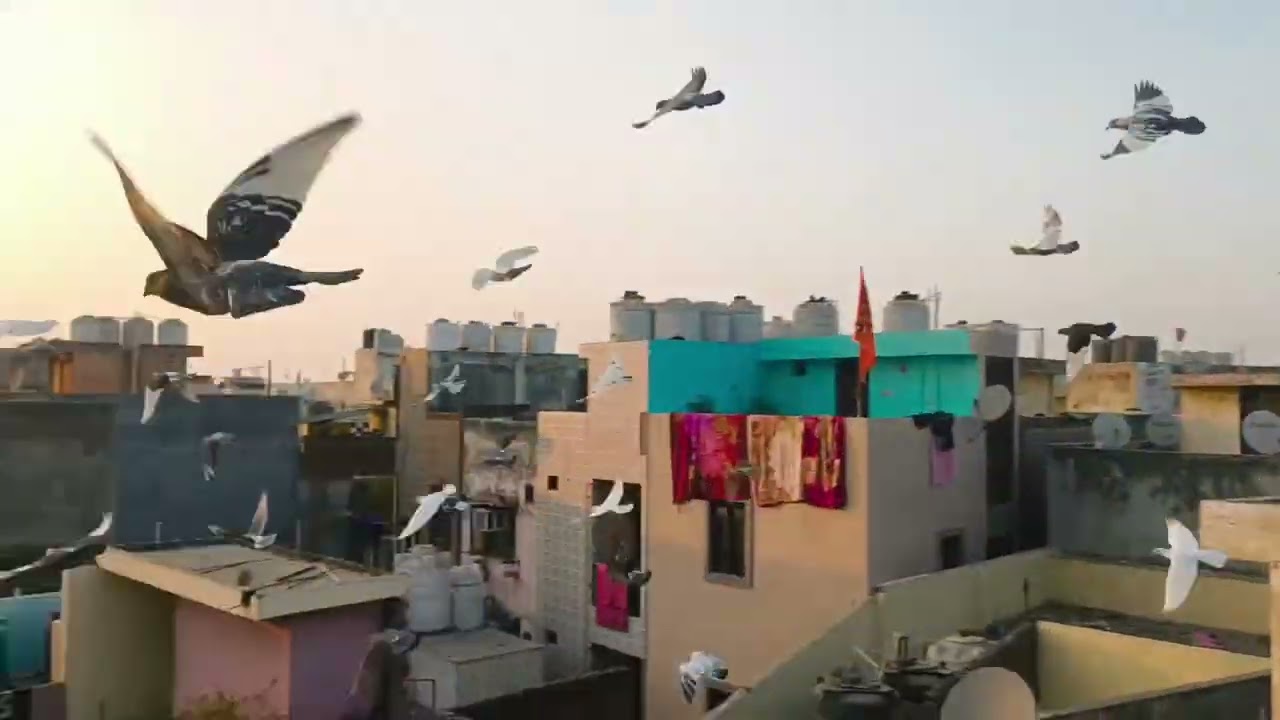 Aj ka shok karo bhai 🕊️🕊️ #trainingvideo #viralvideo #youtubevideo #pigeonlaver @PanjabiHarsh635 🕊️ 