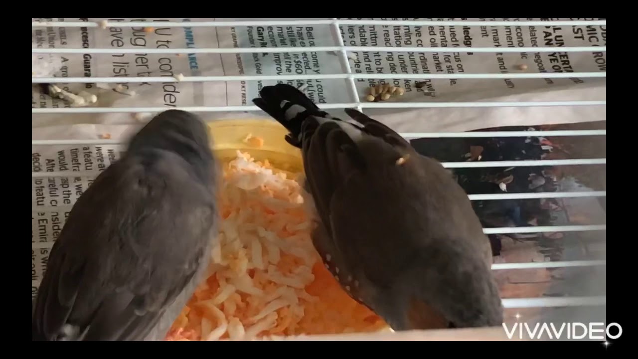 Zebra finch eating egg food