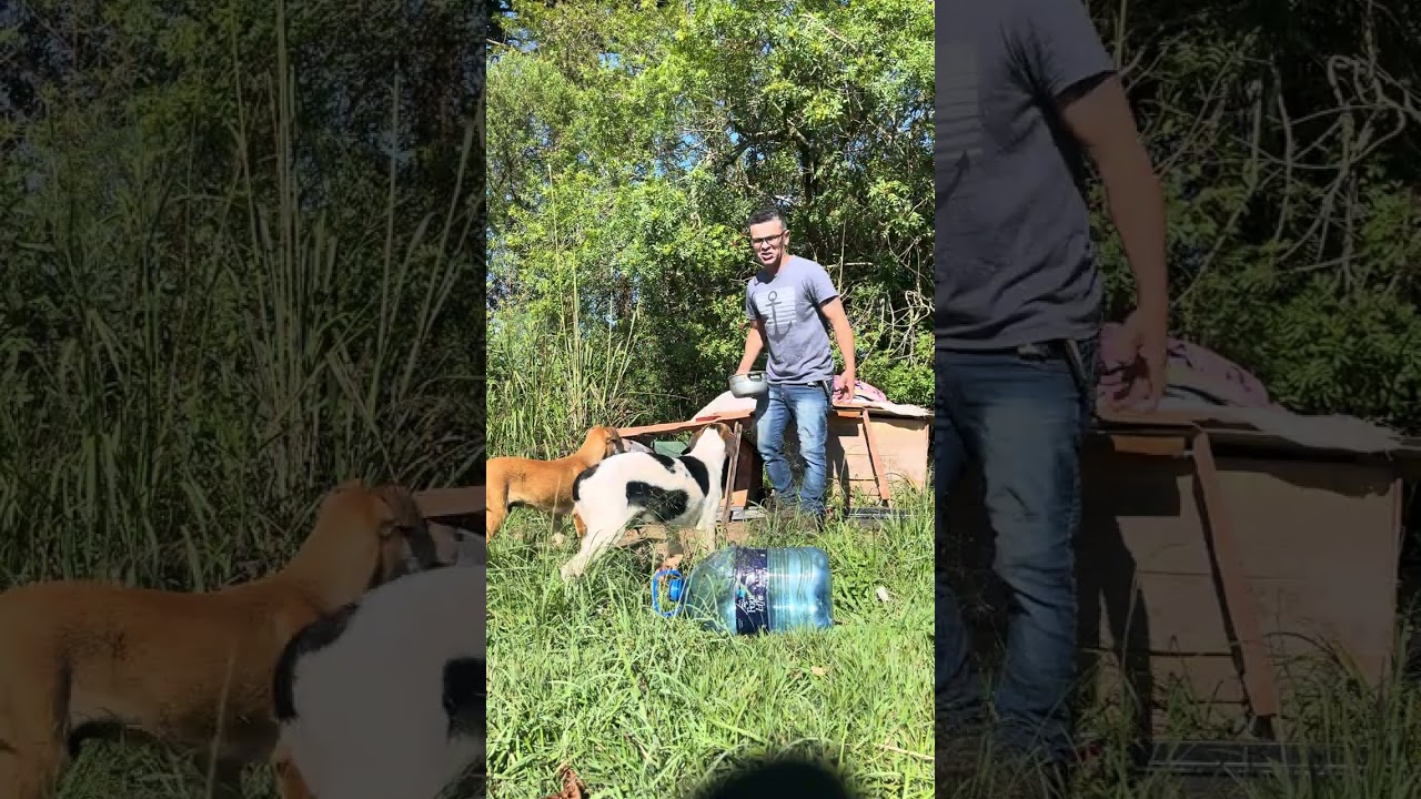 #cachorro #protetoresdeanimais 