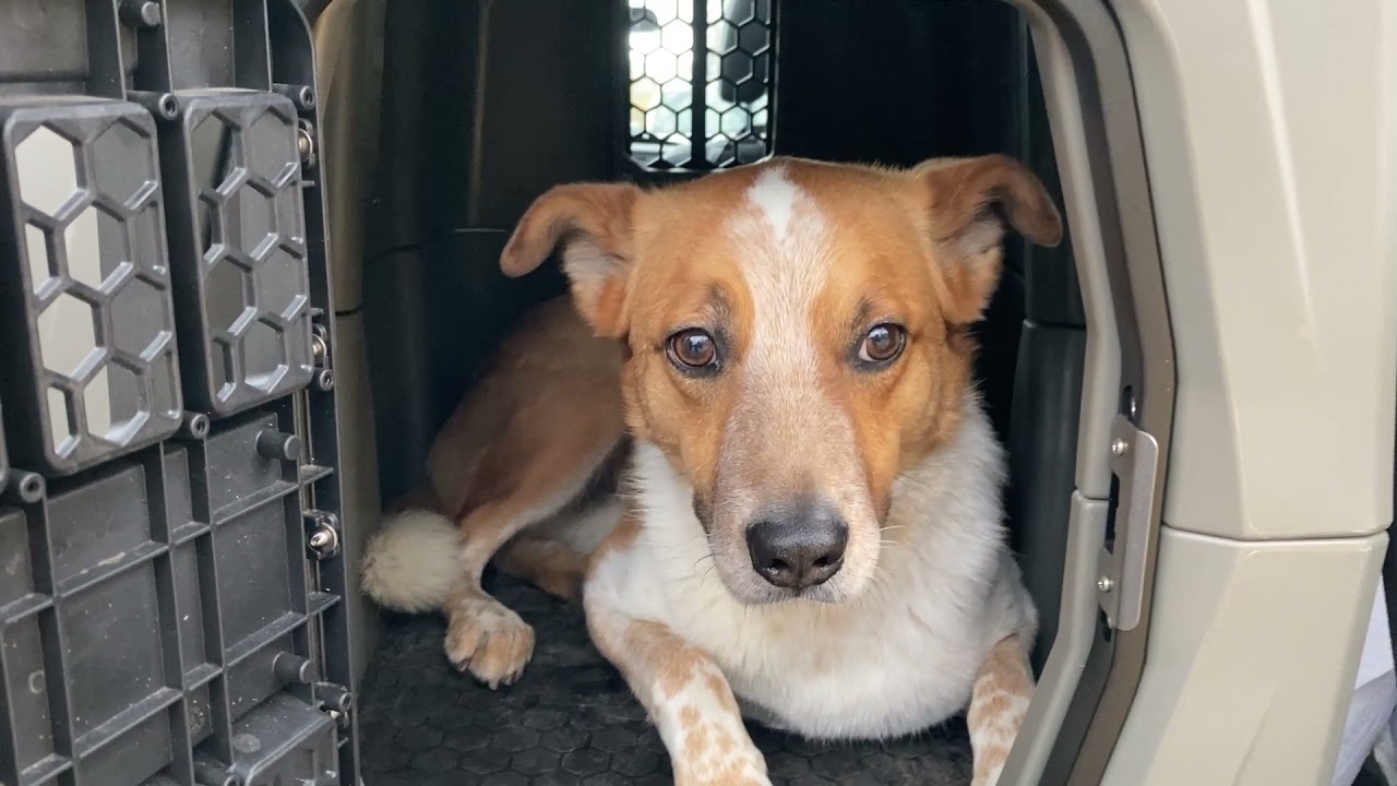 Gunner Kennel Review