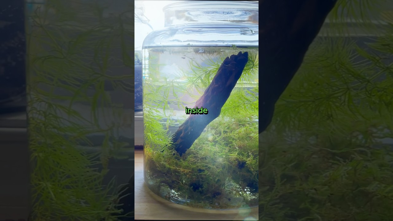 🌿 Underwater Ecosystem a Jar