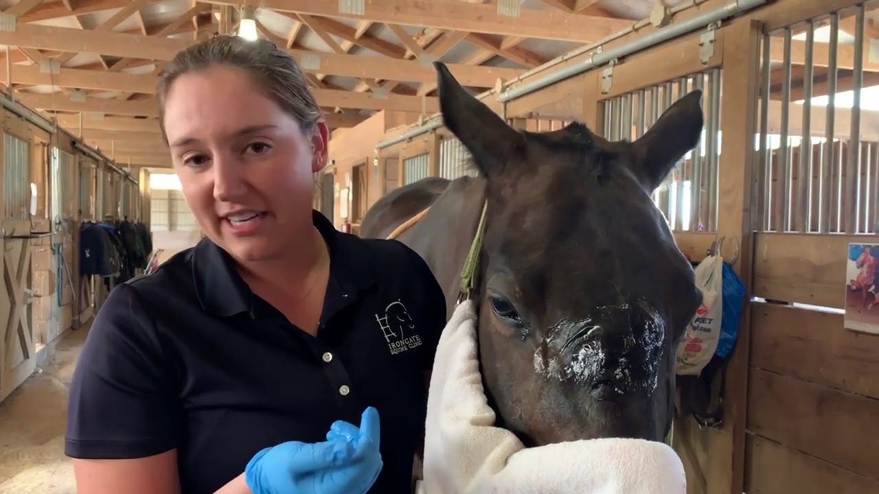 Irongate Equine Clinic, Pulsevet Shock Wave Therapy