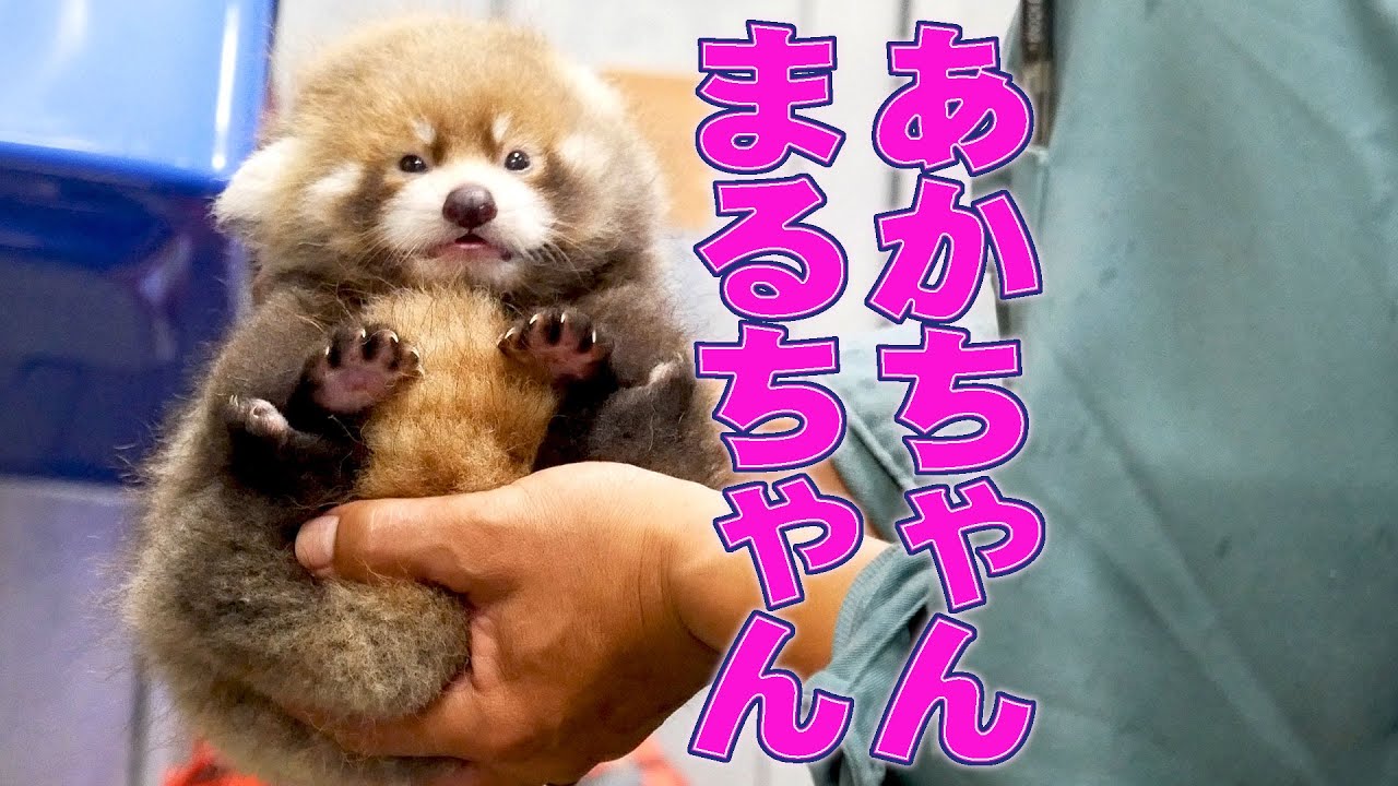 【レッサーパンダ】あかちゃんまるちゃん　Red Panda MARUMI at Maruyama Zoo