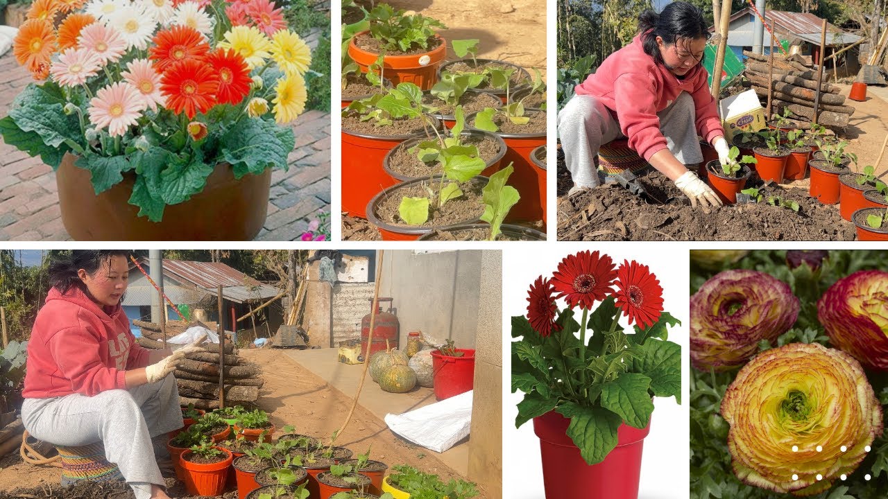 Planting and repotting gerbera and ranunculus flowers 💐😍