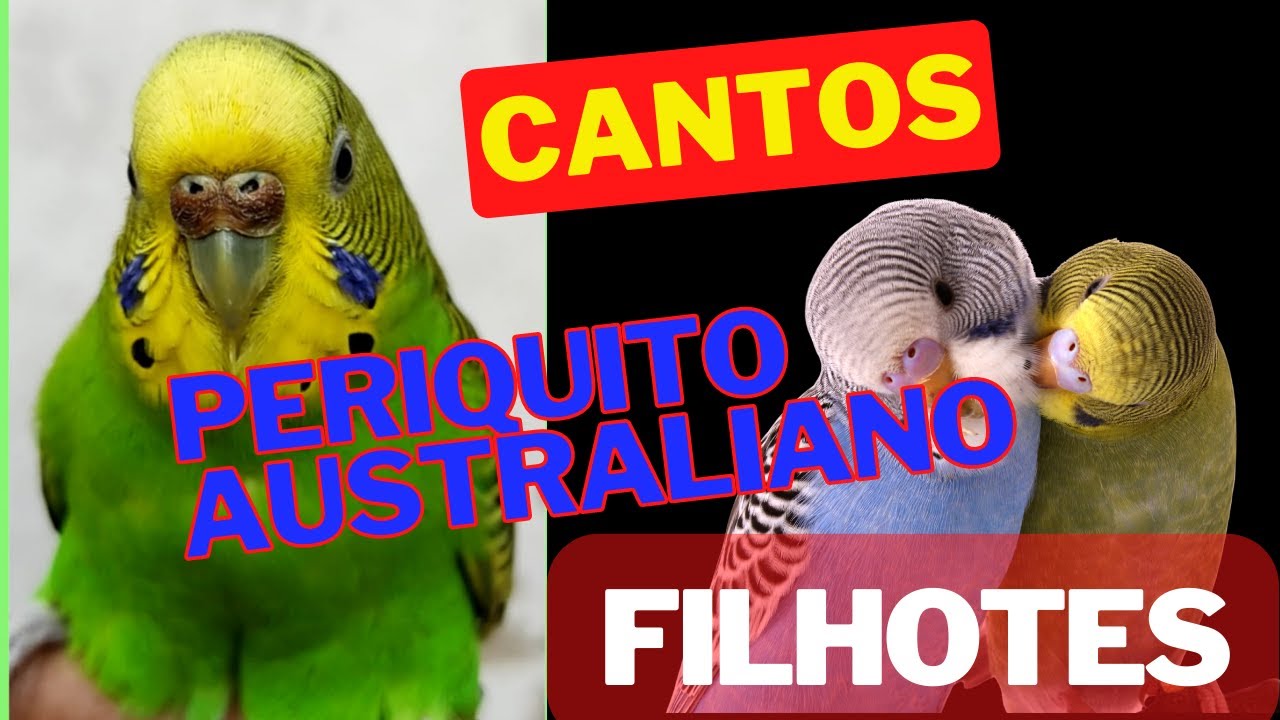Canto de  Periquito Australiano Periquito cantando Os melhores Canto de Periquitos Filhotes