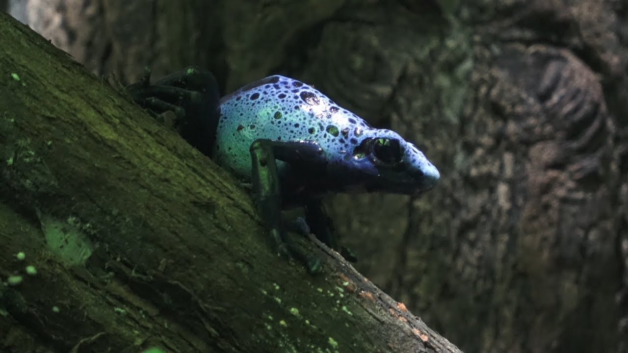 Rundgang Tropen-Aquarium Hagenbeck Teil 2 März 2018 4K