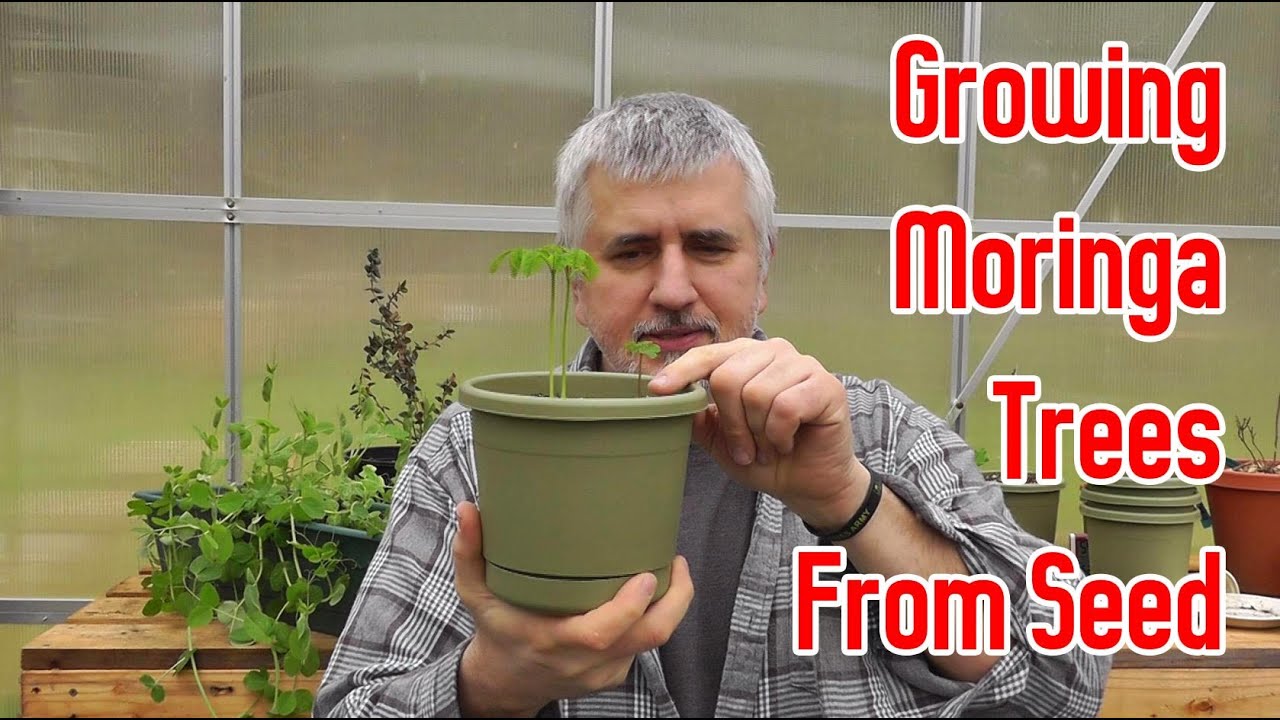 Growing Moringa Trees From Seeds