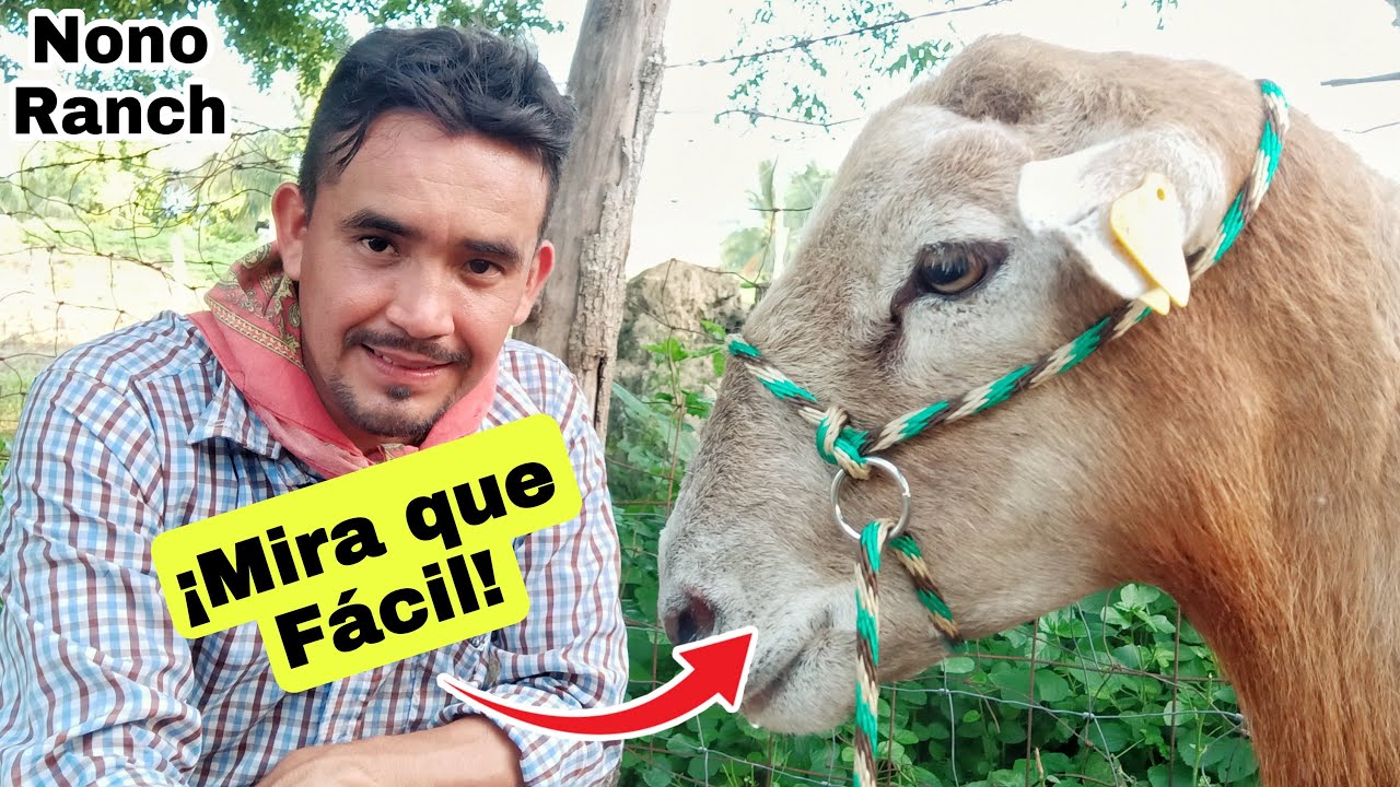 Como hacer UNA GAMARRA para BORREGO. how to make a sheep muzzle