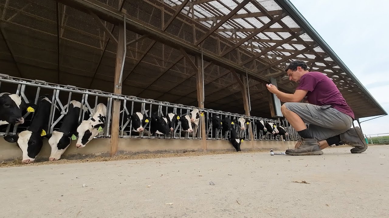 Running a Dairy Farm