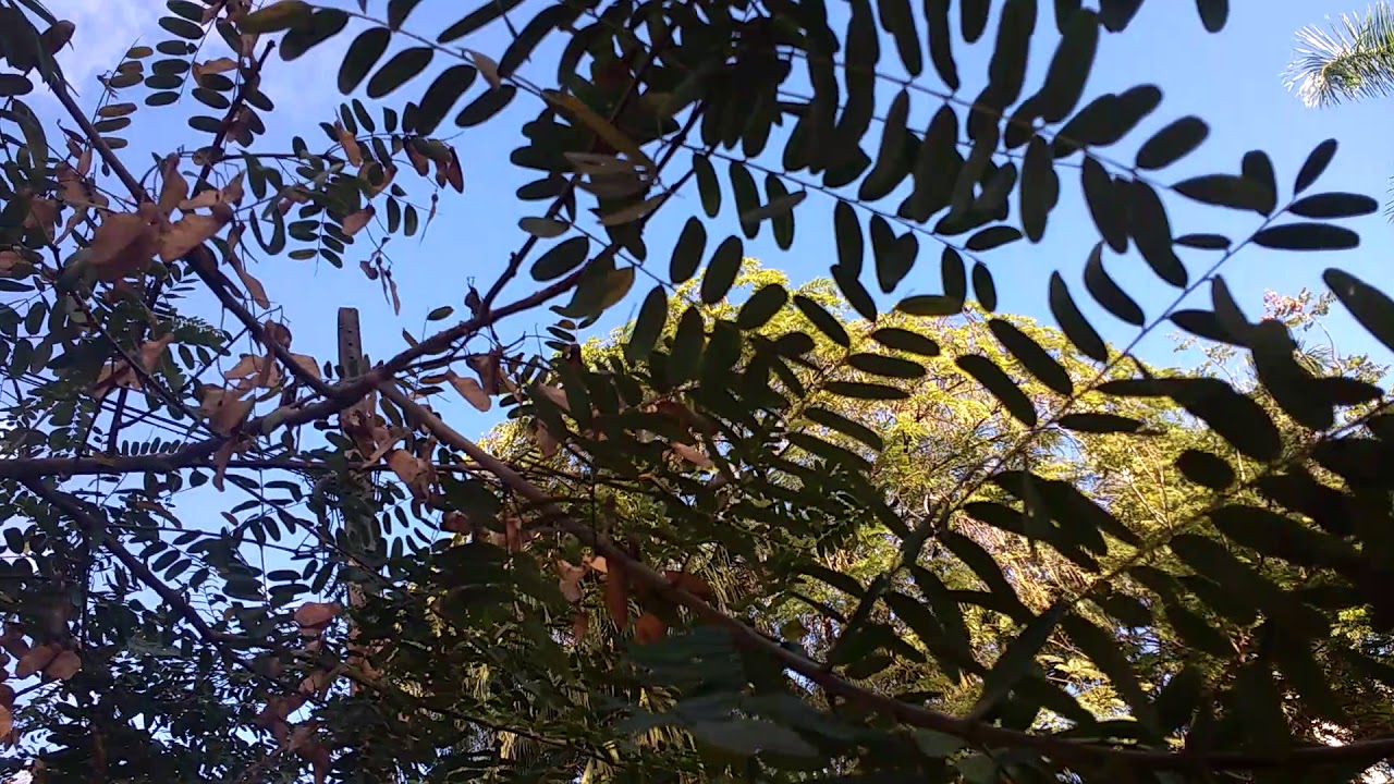 TIPUANA TIPU,