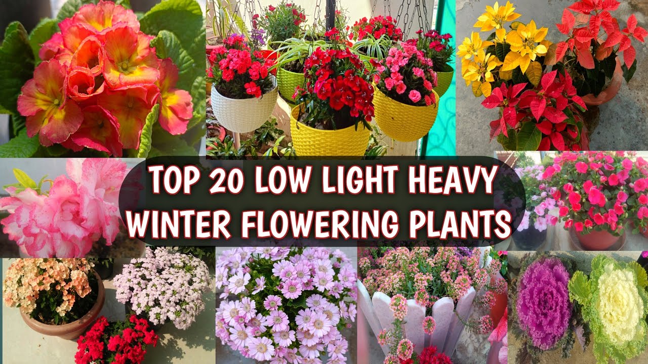 TOP 20 LOW LIGHT HEAVY WINTER FLOWERING PLANTS | SHADE LOVING HEAVY WINTER FLOWERING PLANTS 😍🌸