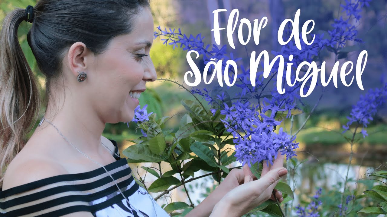 FLOR-DE-S&Atilde;O-MIGUEL ou VIUVINHA | Curiosidades e dicas de cultivo