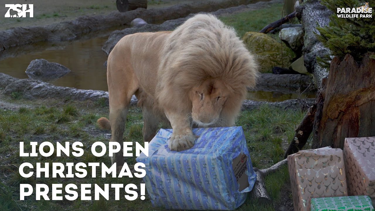 White Lions Open Their Christmas Presents! - Paradise Wildlife Park