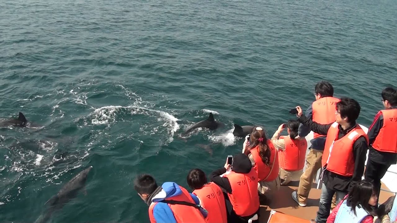 2014年3月22日　天草　イルカウォッチング ②