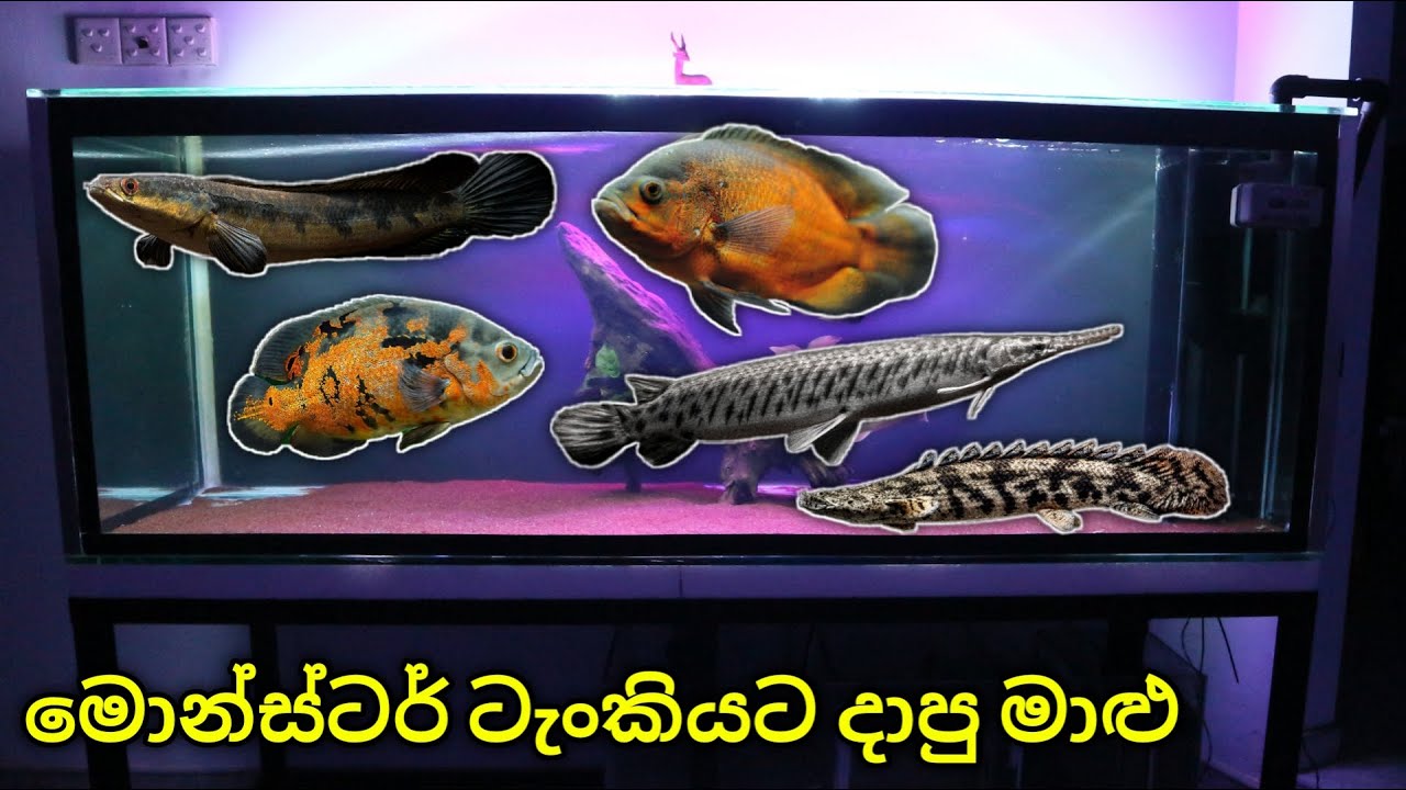 මොන්ස්ටර් ටැංකියට දාපු මාළු | Adding all Monsters! | Monster Tank part 03