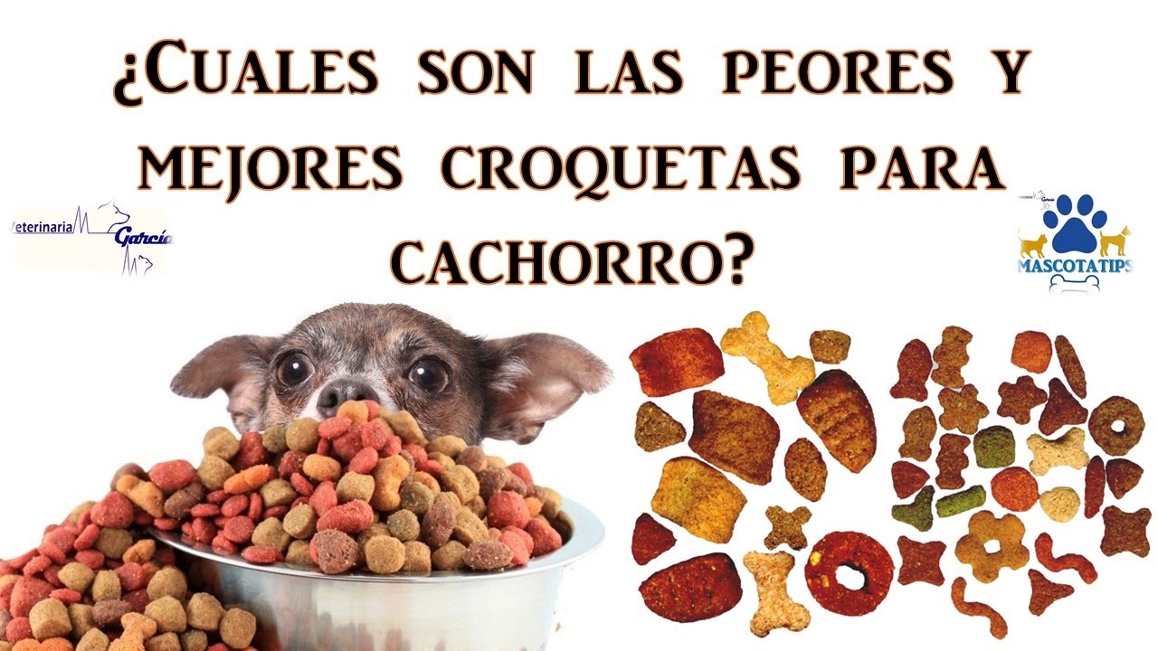 ¿TE GUSTARÍA SABER CUALES SON LAS PEORES Y MEJORES CROQUETAS PARA CACHORRO?