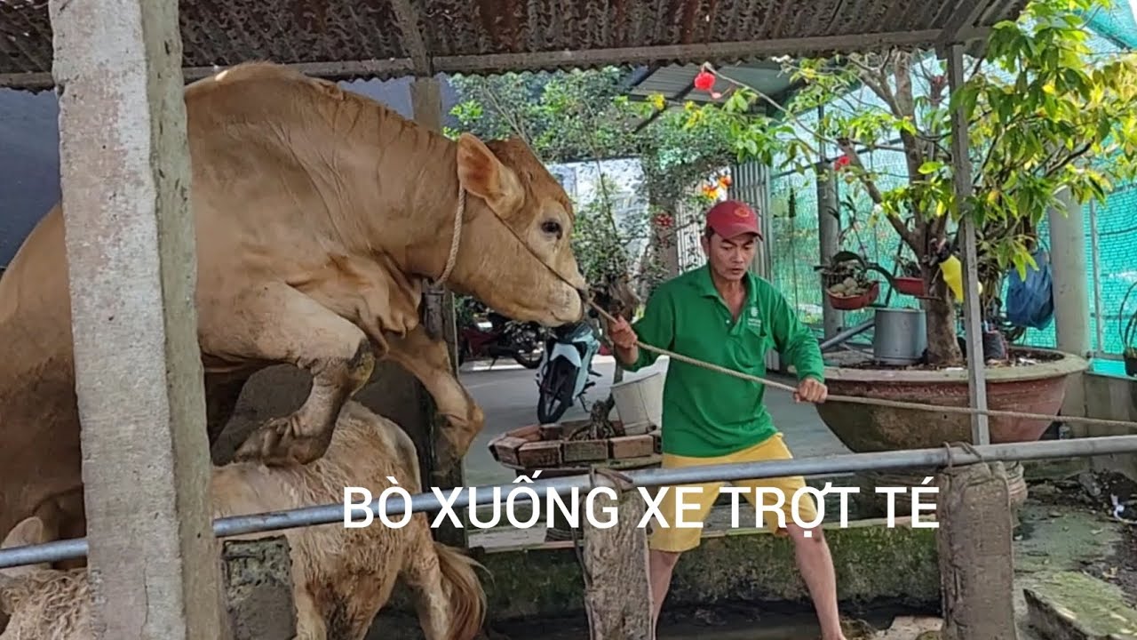 Bắt 02 bé bò Pháp ở Tam Bình...ĐT 0898087793.