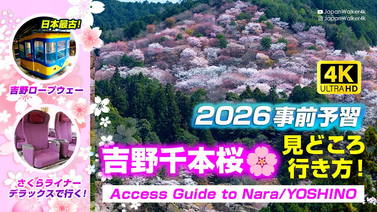 【Видео в 4K】Тысяча сакур на горе Ёсино 🌸 2025 – Лучшие места и как добраться!н
