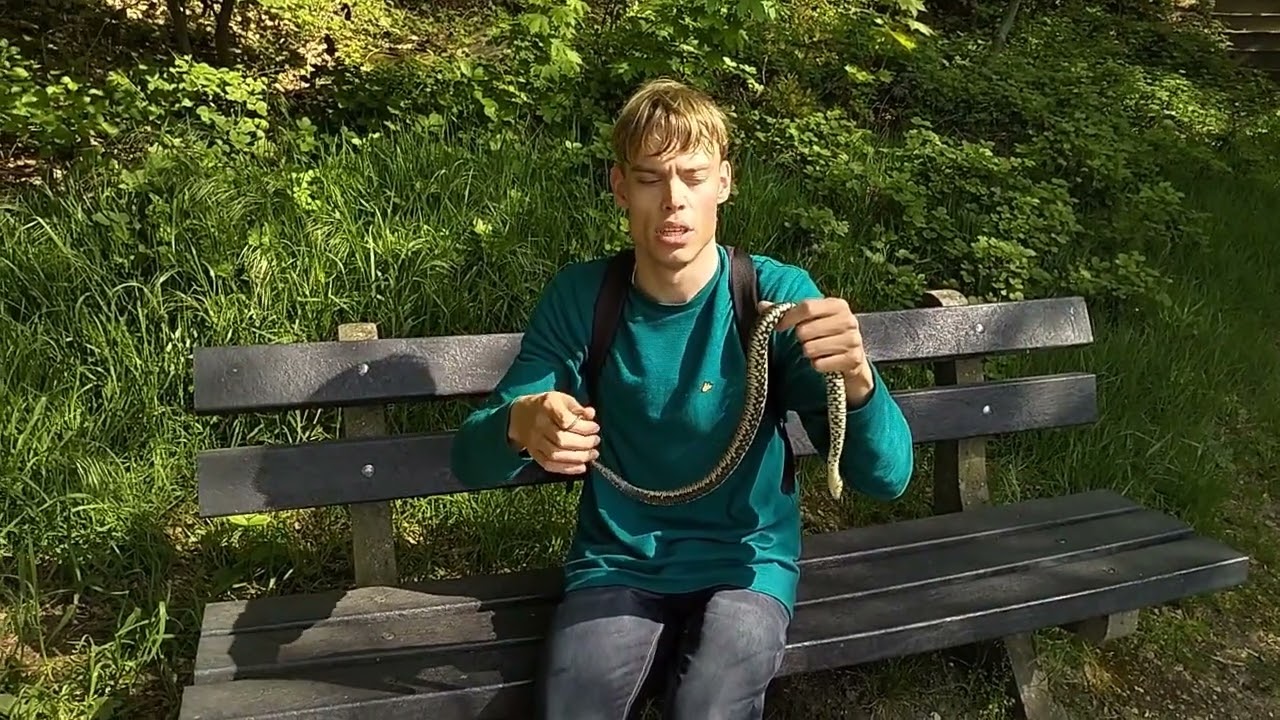 SLANGEN ZOEKEN IN NEDERLAND!? - opzoek naar de RINGSLANG!