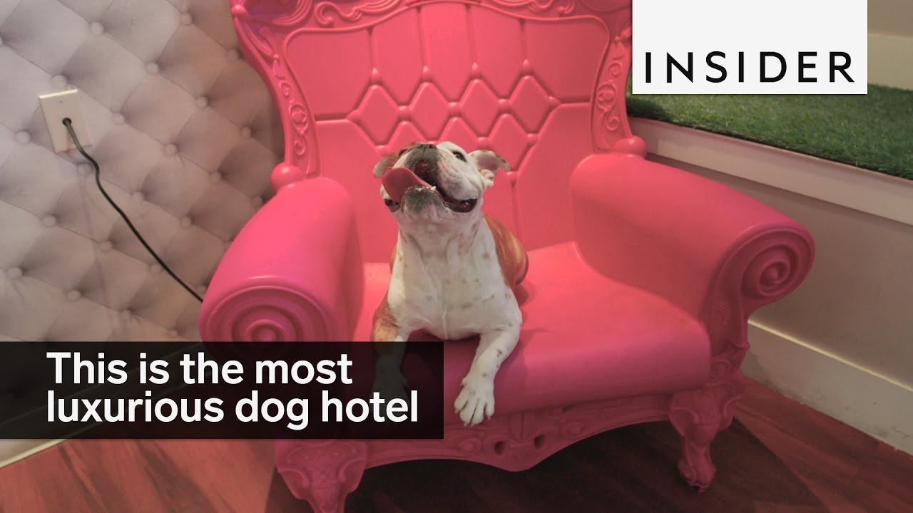 This is the world's most luxurious dog hotel