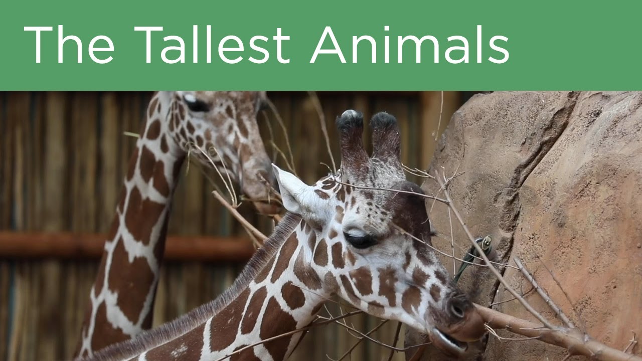 Amble in! Meet the Giraffes
