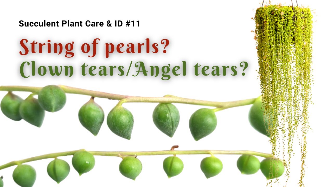 Succulent String of pearls VS Clown tears/Angel tears｜Artistic Succulent｜Love Succers