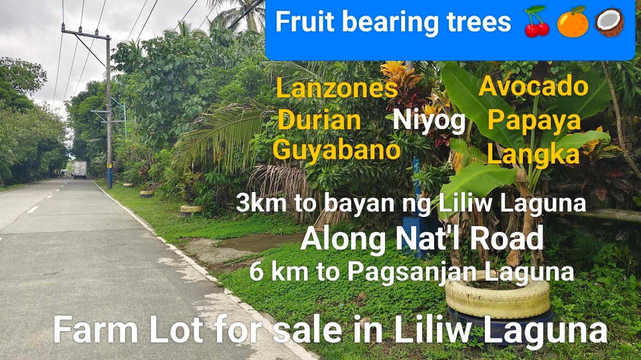 #Vlog335 FARM LOT FOR SALE | ALONG NAT'L ROAD in LILIW LAGUNA | COLD WEATHER & FLOOD FREE AREA