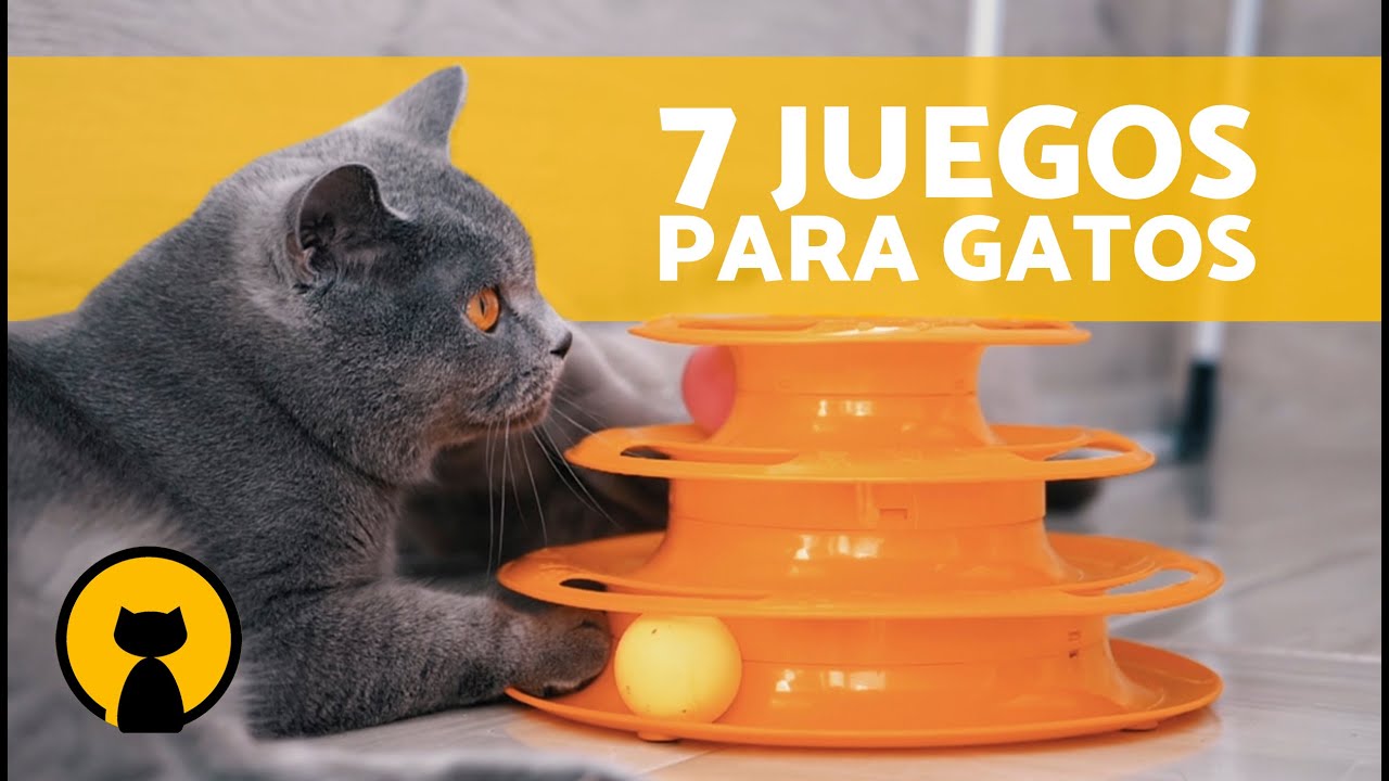 7 JUEGOS para ENTRETENER a tu GATO en CASA 🐱🎏