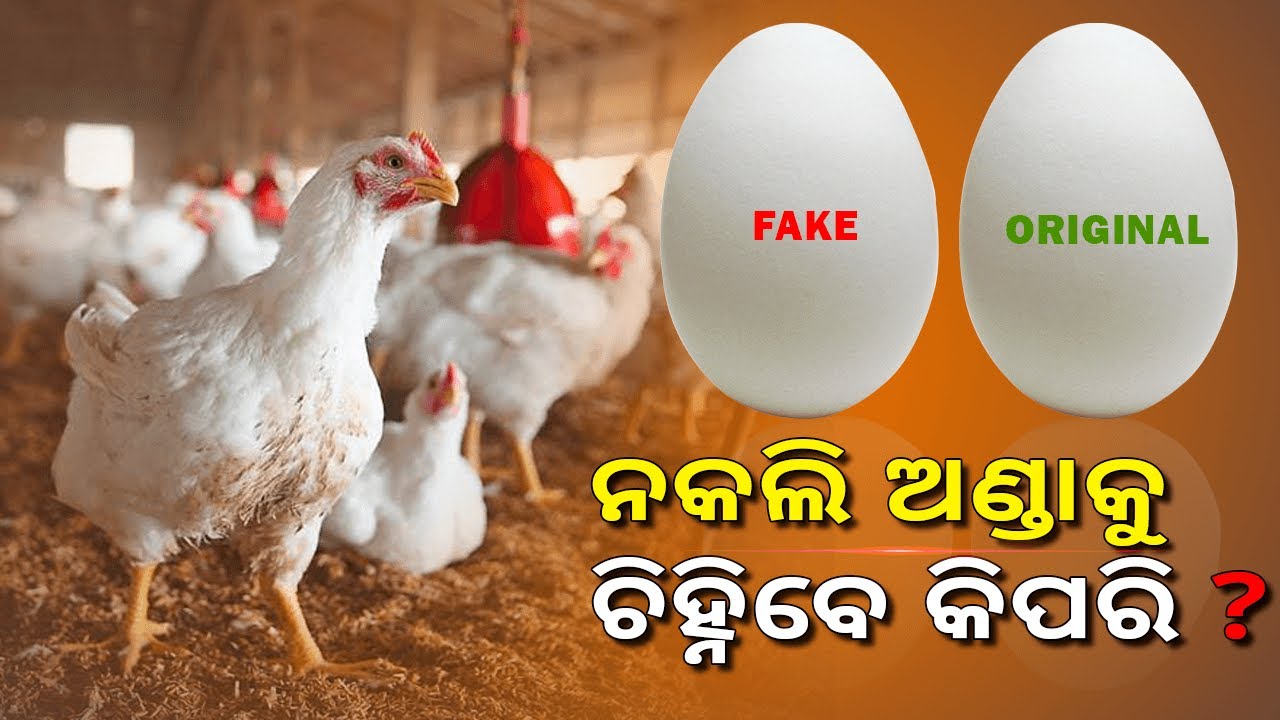 ମାର୍କେଟ ରେ ଅସଲି ସହ ମିଳୁଛି ନକଲି ଅଣ୍ଡା, କେମିତି ହେବେ ସତର୍କ ଦେଖନ୍ତୁ ଭିଡିଓ || knews odisha